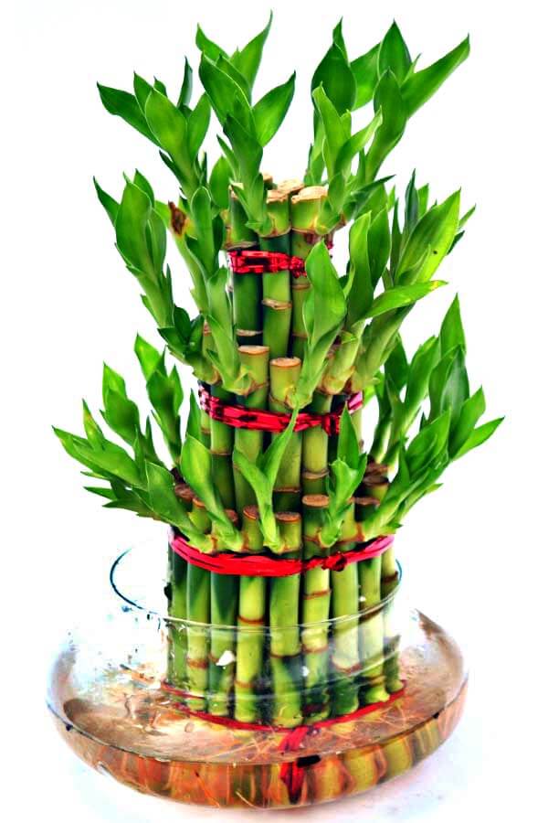Picture of Lucky Bamboo - Bamboooz