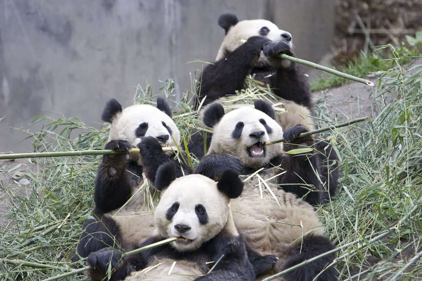 Bamboo Food for Pandas - Bamboooz