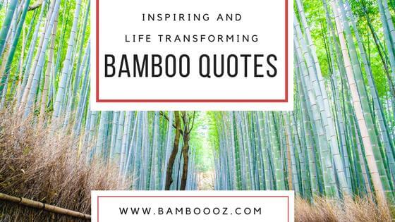 Inspiring and Life Transforming Top Bamboo Quotes