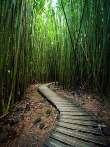Bamboo roads - Bamboooz